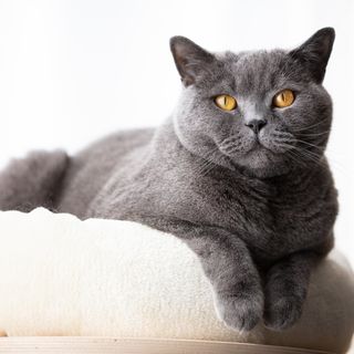 Katt ligger och vilar på soffan.