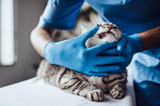 Katt undersöks för TR (FORL).