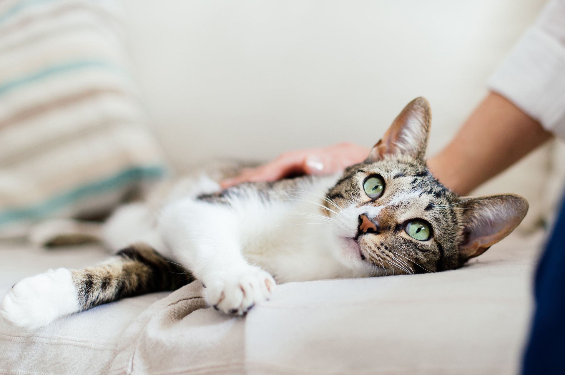 Katt blir klappad på soffan