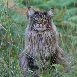 Norsk skogkatt sitter i högt gräs.