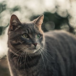 Katt i närbild ute i skogen och tittar åt sidan.