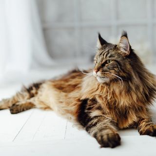 Maine coon som ligger och solar.