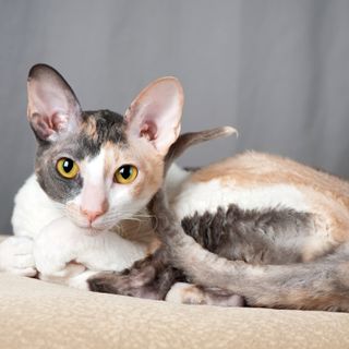 Cornish Rex som ligger på filt.
