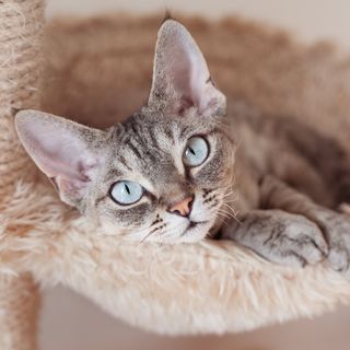 Kattungen ligger i klösträdet och slappnar av.