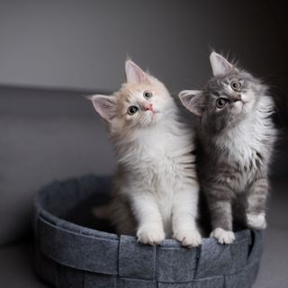 Två kattungar tittar upp med huvudet på sned.