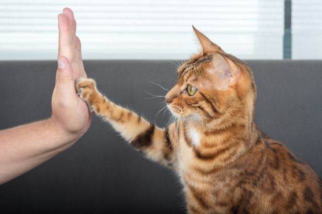 Katt och ägare gör high-five med hand och tass.