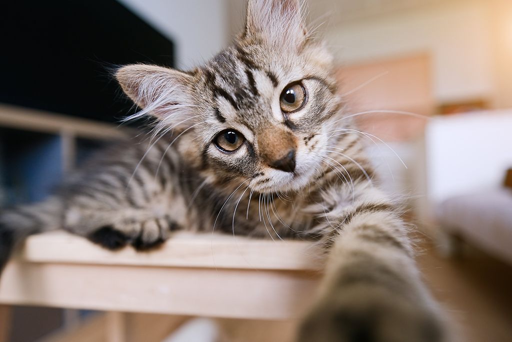 Kattunge lägger huvudet på sned och kollar rakt in i kameran.