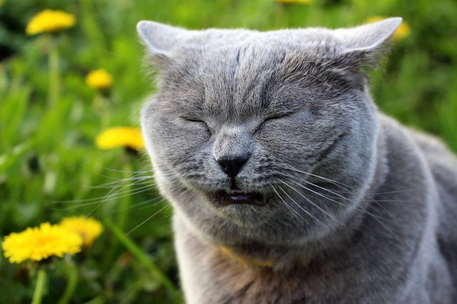 Katt som nyser.