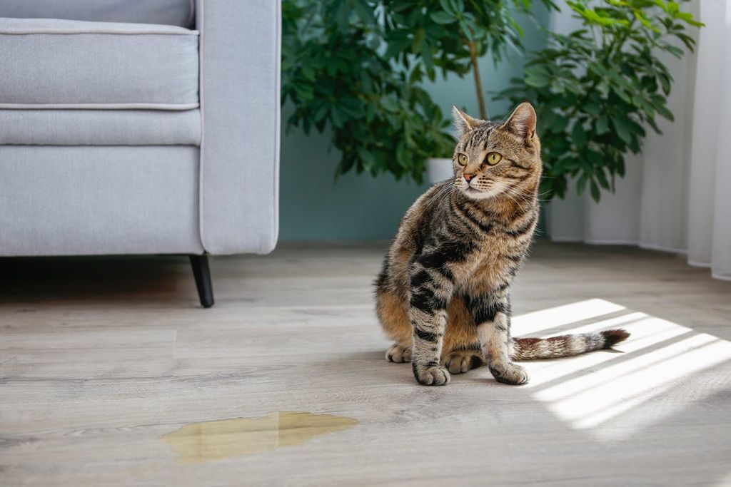 En katt som har kissat inomhus