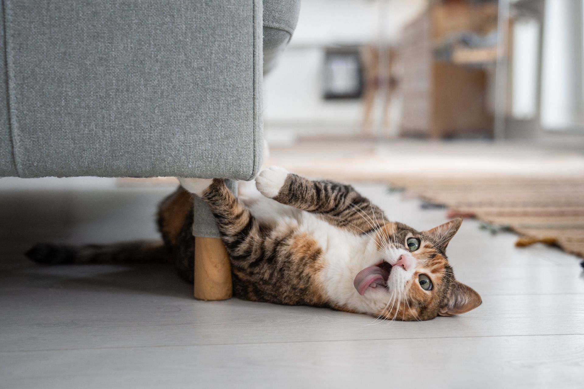 Veterinär undersöker katt med tandsjukdomen TR / FORL.