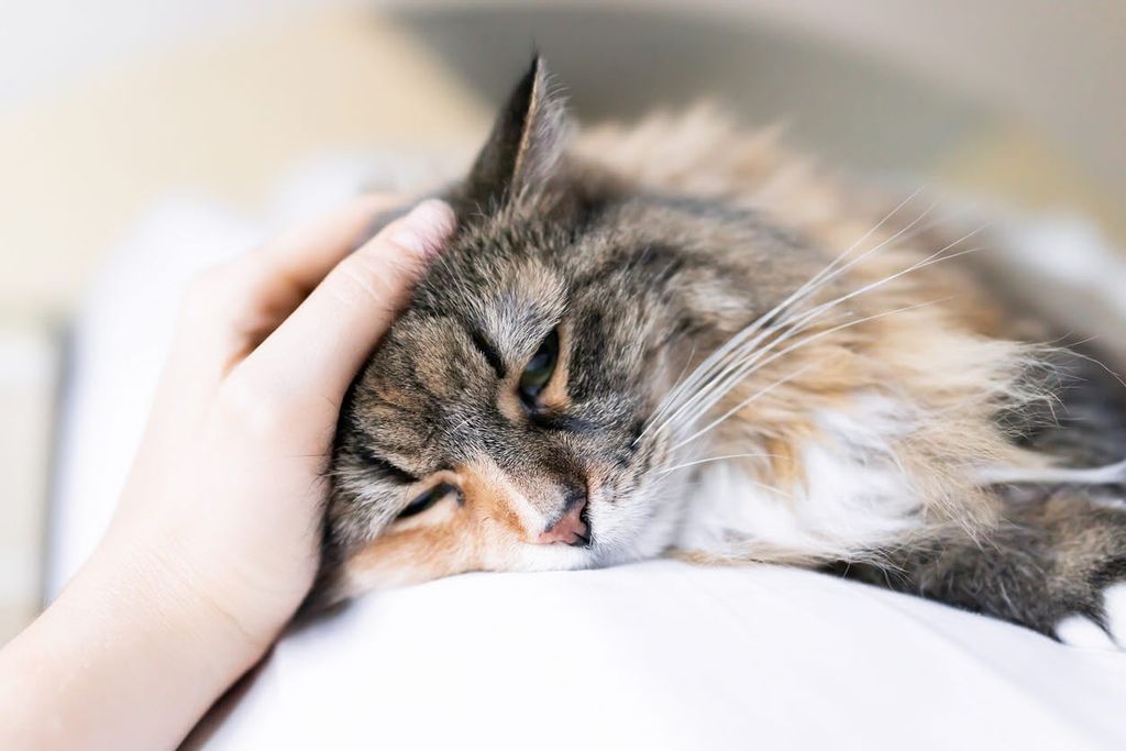 Någon klappar katten