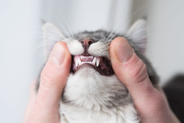 Katt får tänderna undersökta för att se om den har TR/FORL.