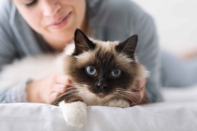 En person ligger bakom en katt med blå ögon.