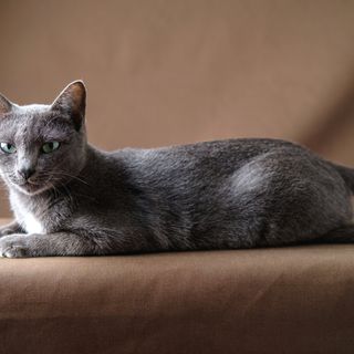 Korat som ligger ner.