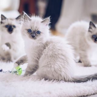 Ragdoll kattungar.