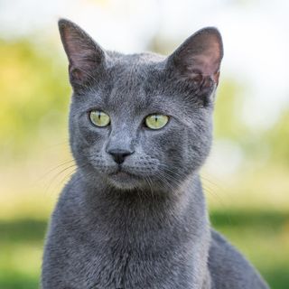 Russian blue som sitter utomhus.