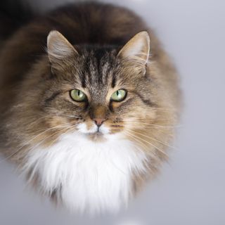 Katten sitter stilla och tittar rakt in i kameran