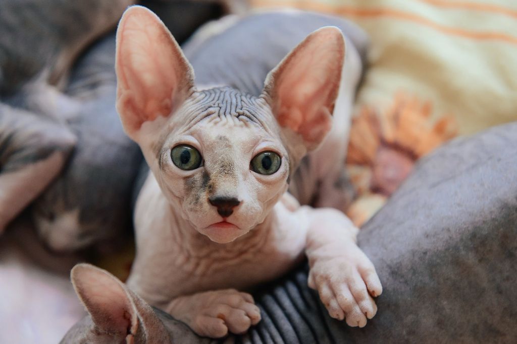 Nakenkatten Sphynx