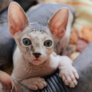 Sphynx kattunge tittar rakt in i kameran