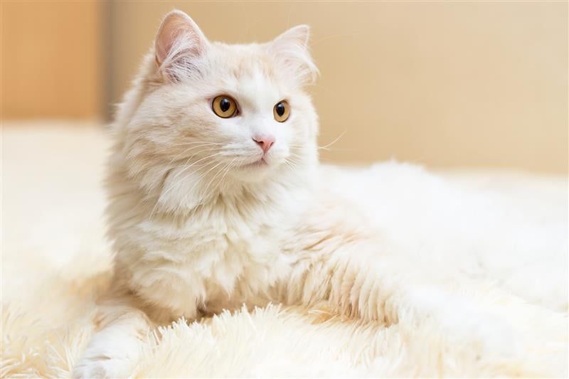 Turkisk angora
