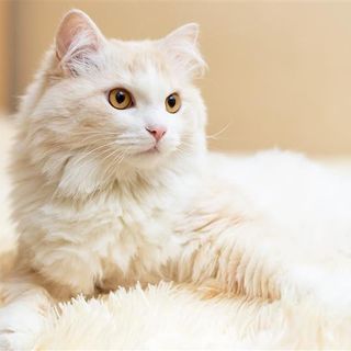 Turkisk angora som ligger ner.