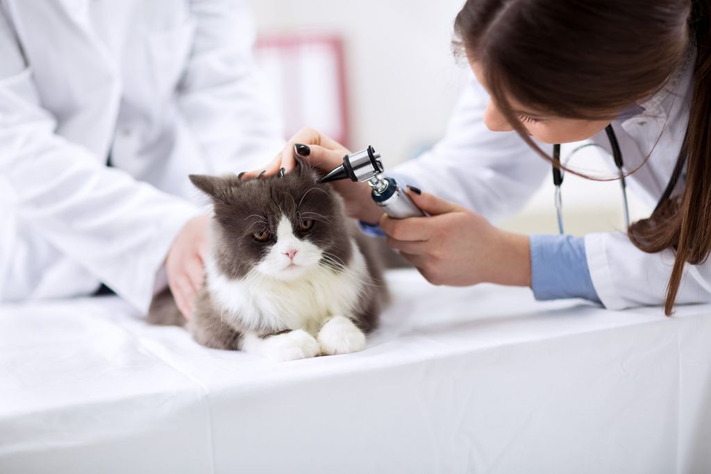 Undersökning av kattens öron