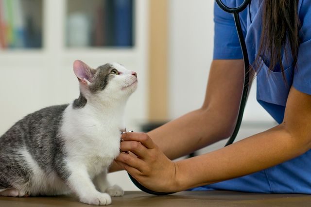 Veterinär lyssnar på kattens hjärta med stetoskop.