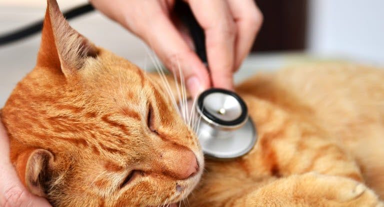 Veterinär lyssnar på katts hjärta