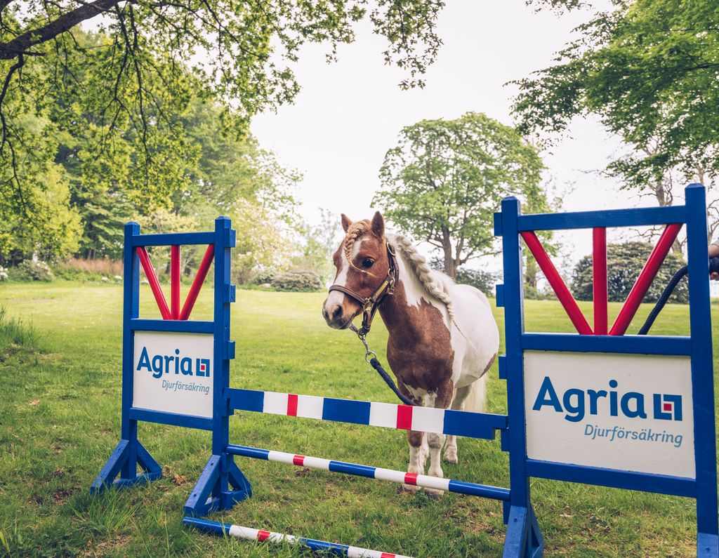 Agrias maskot Anton - en shetlandsponny som står framför ett hinder