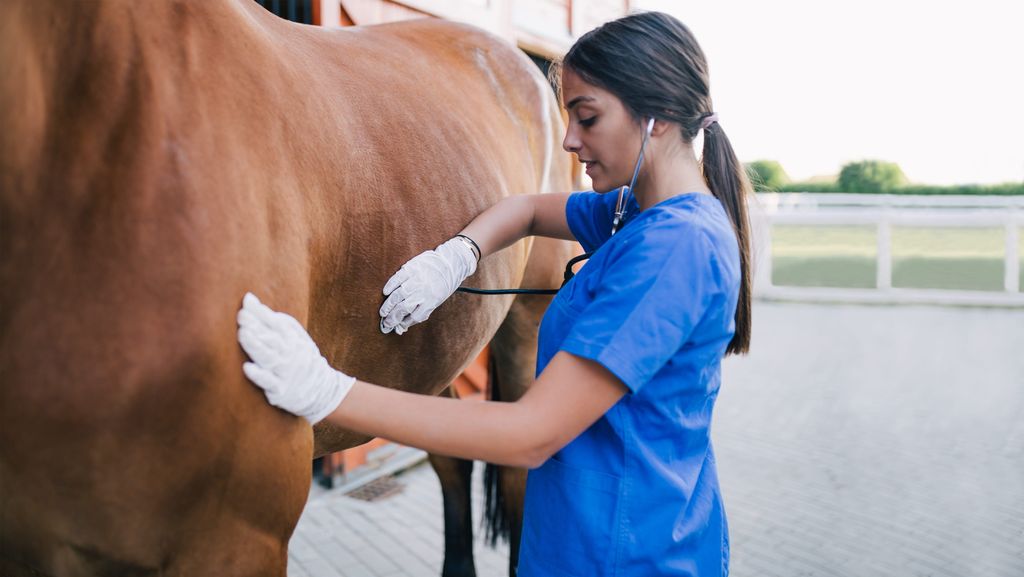 Veterinär undersöker häst