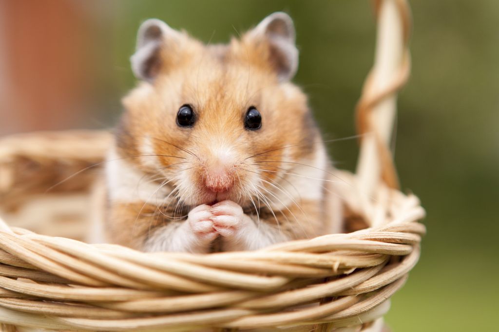 Hamster sitter i korg
