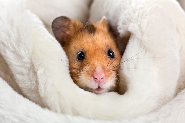 En hamster ligger i en vit filt