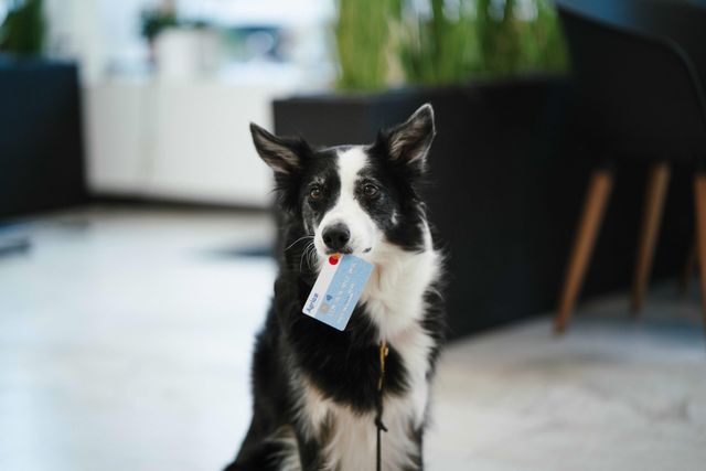 Border Collie med Agriakortet i munnen