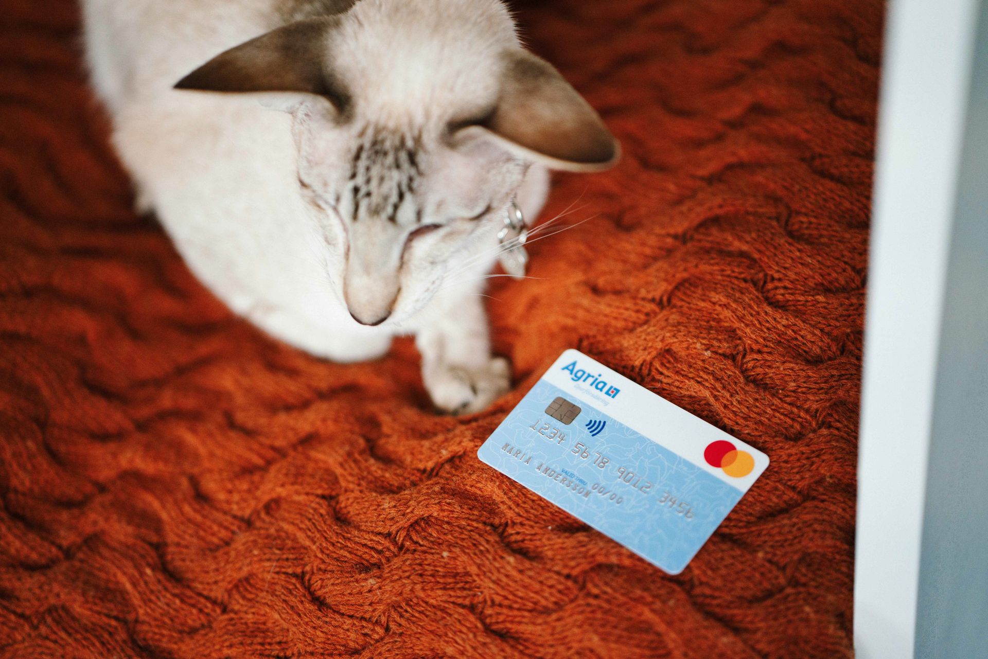 Katt ligger på brun filt bredvid Agriakortet