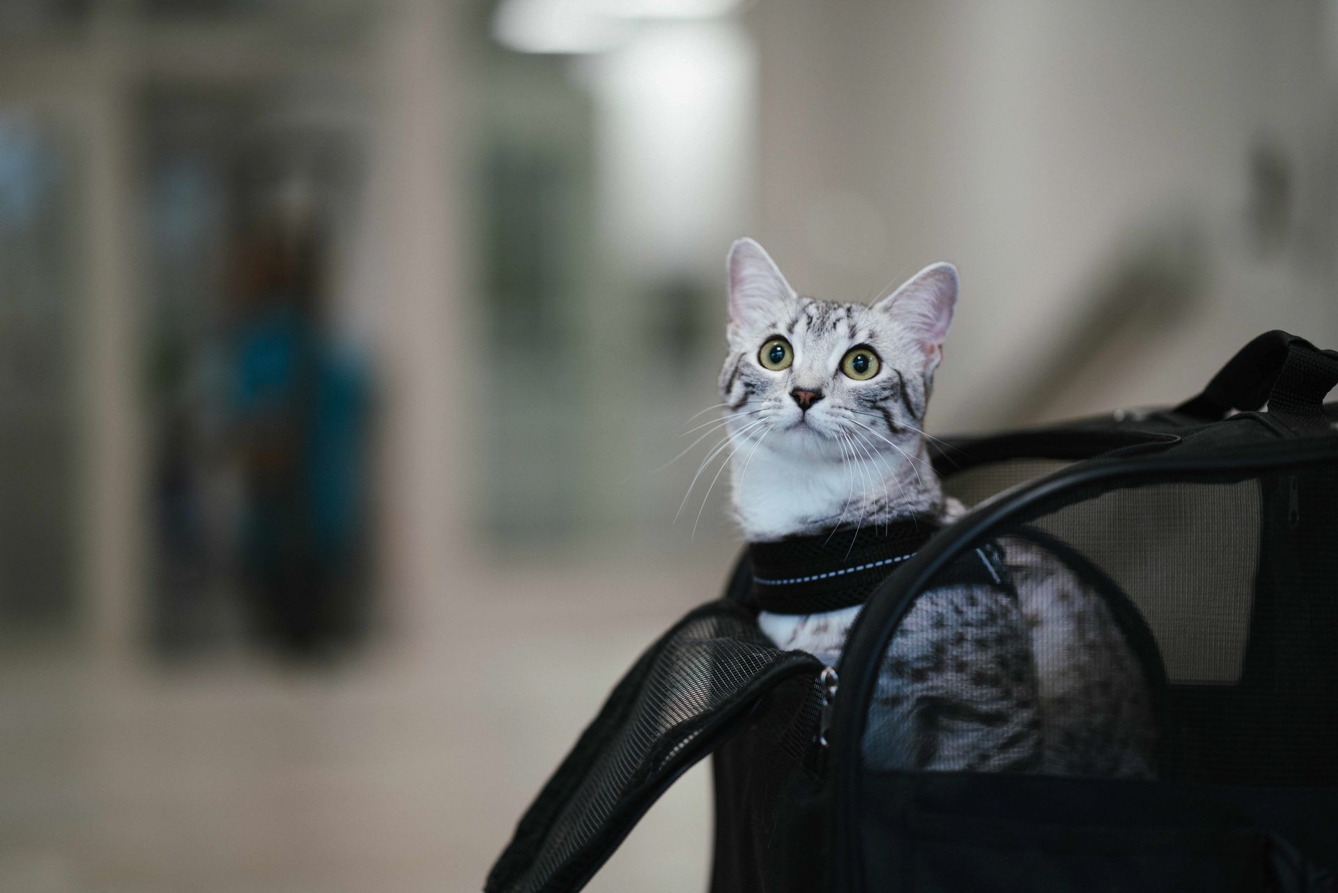 Katt som reser med Agria Reseförsäkring.