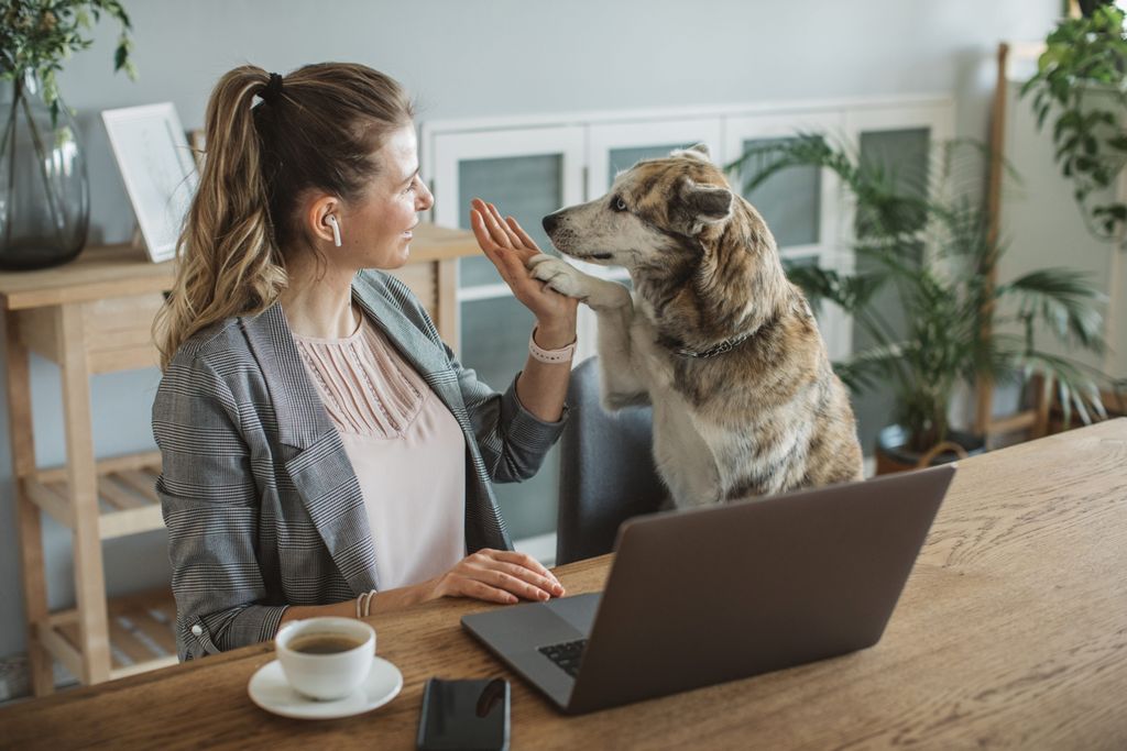 Hund och ägare gör high five vid sitt skrivbord med datorn framför.