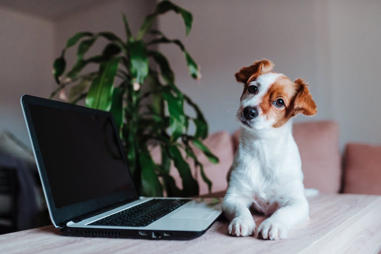 Hund som ligger bredvis laptop.