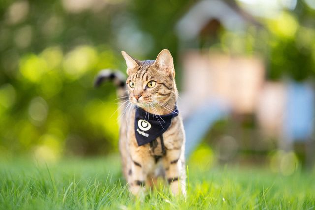 Katt med Agria kattparad scarf utomhus
