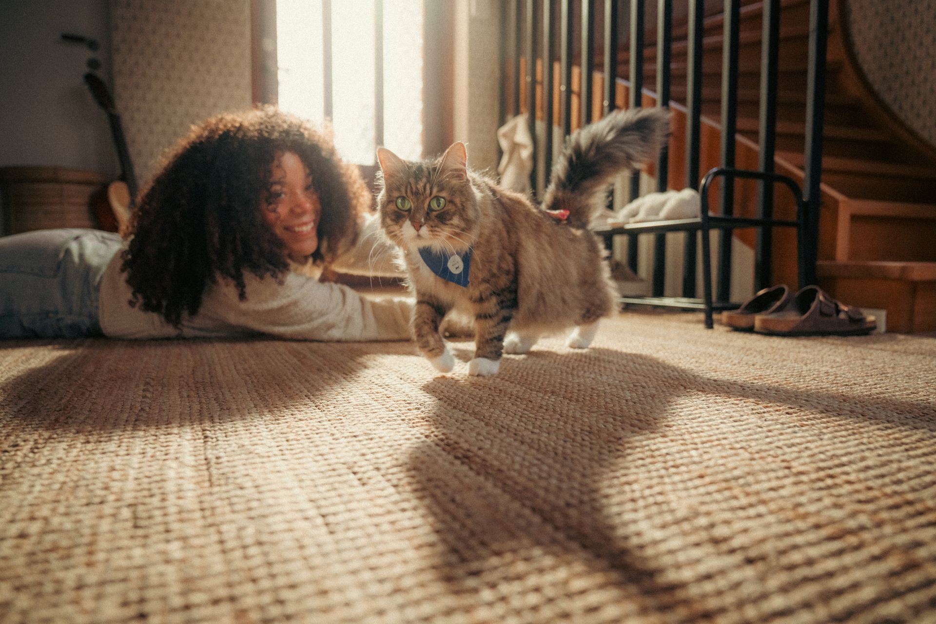 Katt medverkar på Agria Kattparad
