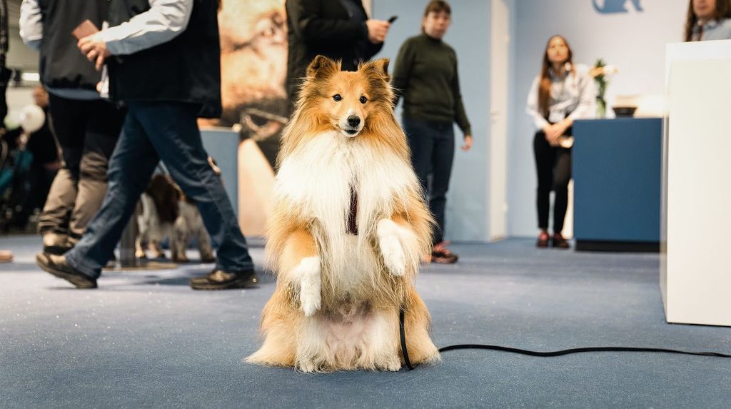 Hund sitter fint på bakbenen