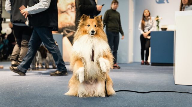 Hund sitter fint på bakbenen