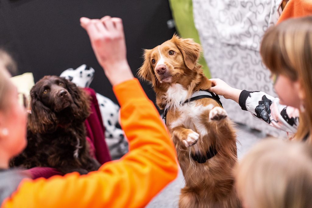 Hund sitter fint för godis på MyDog