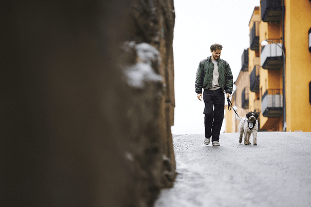Valp som går Agria Hundpromenad