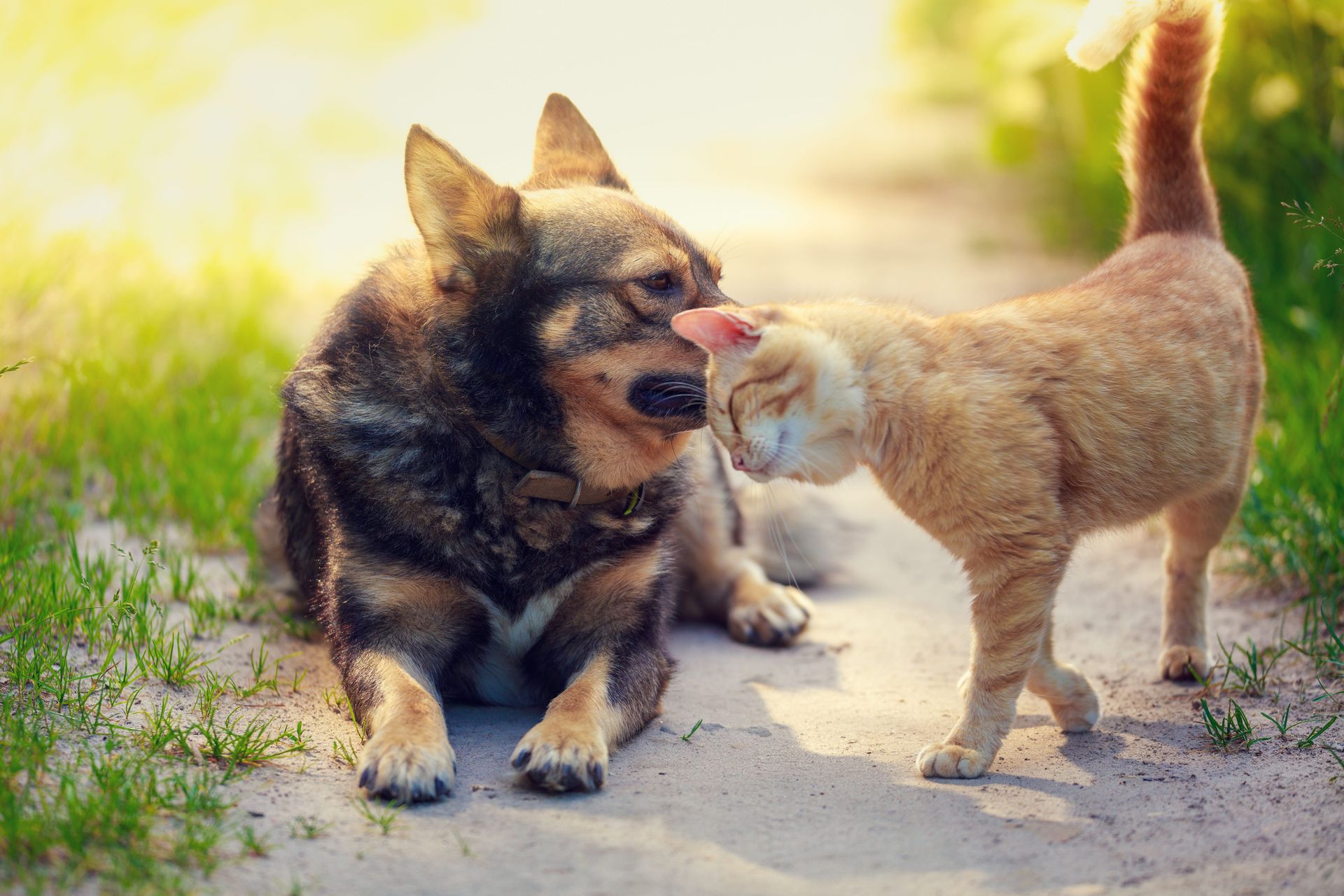 Hund och katt tillsammans