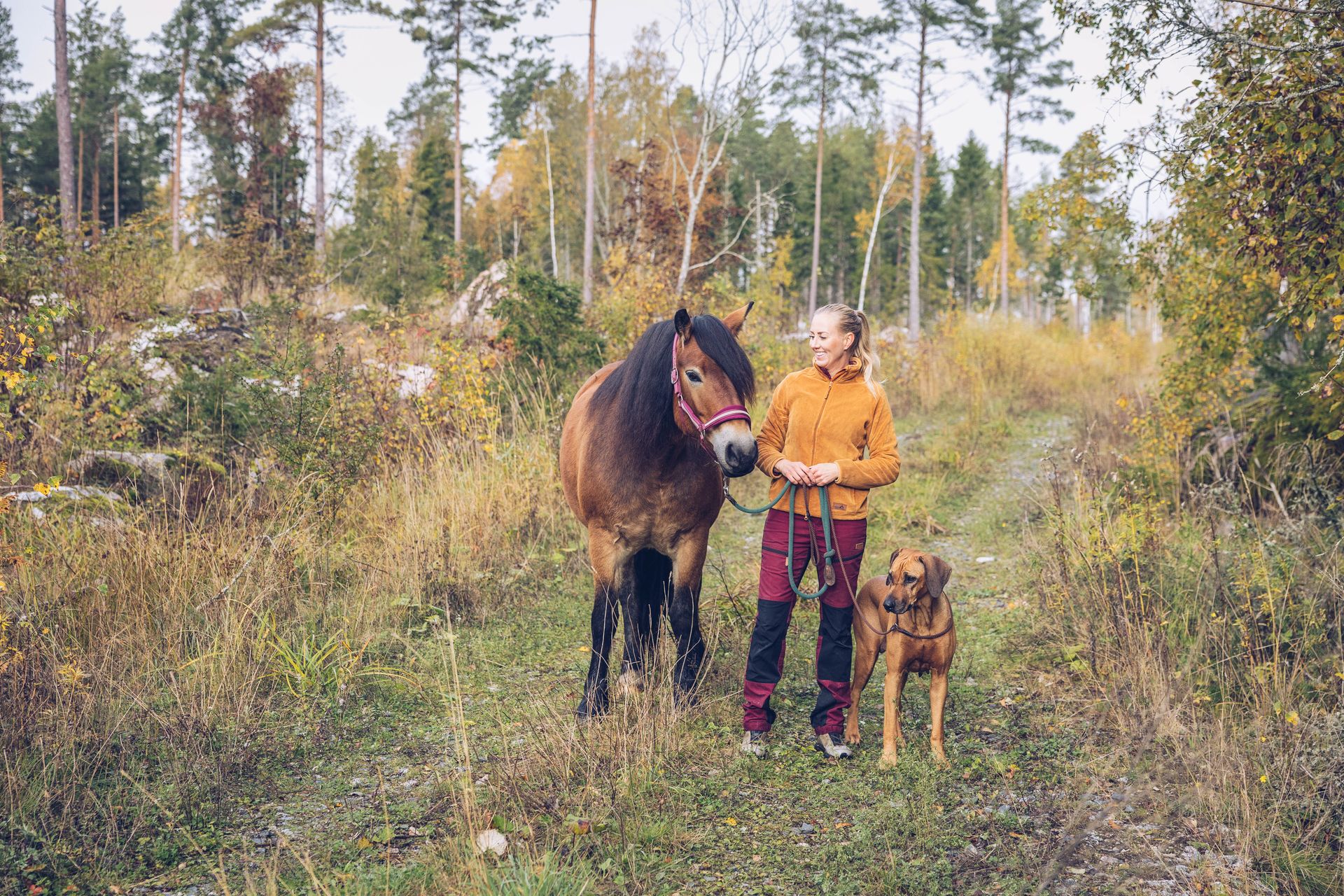 Häst och hund med kvinna ute i skogen