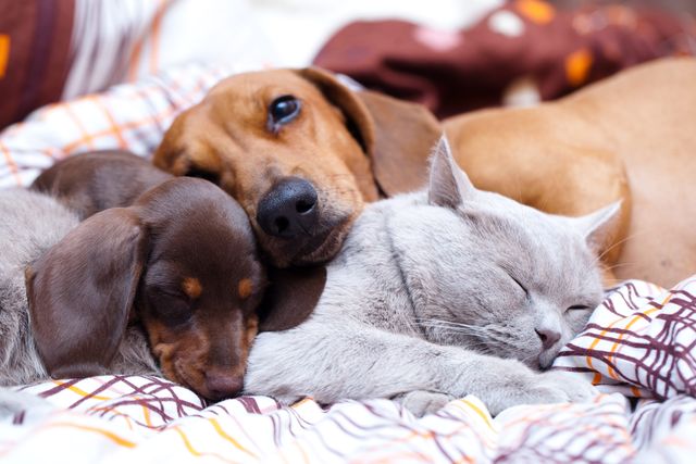 En valp, en hund och en katt myser i sängen.