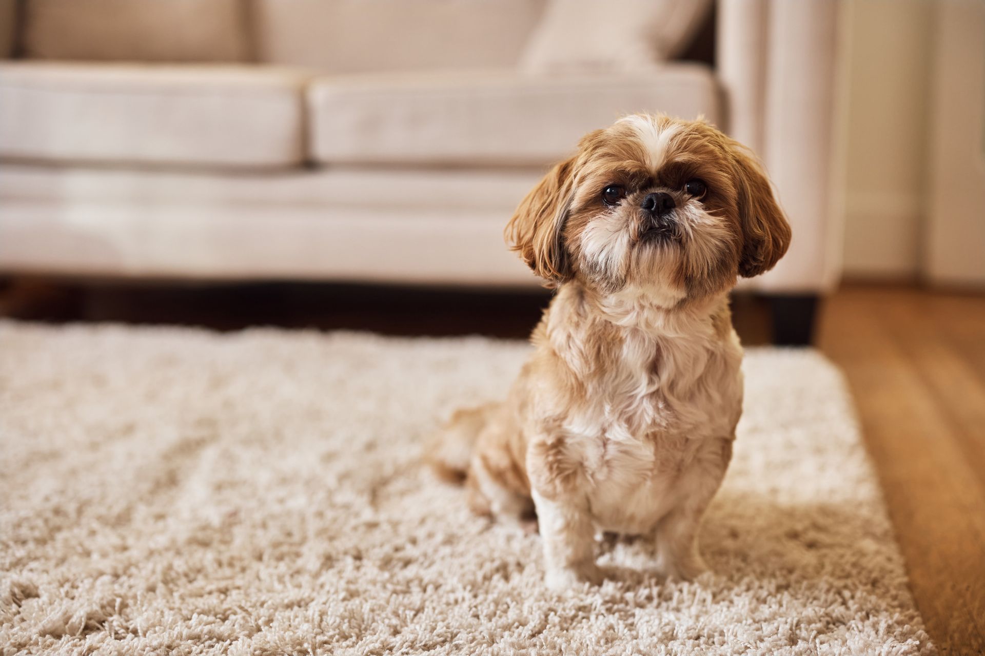 Shih tzu sitter på vit matta och kollar in i kameran.