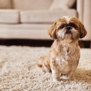 Shih tzu som sitter på matta.