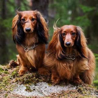Taxar i skogen