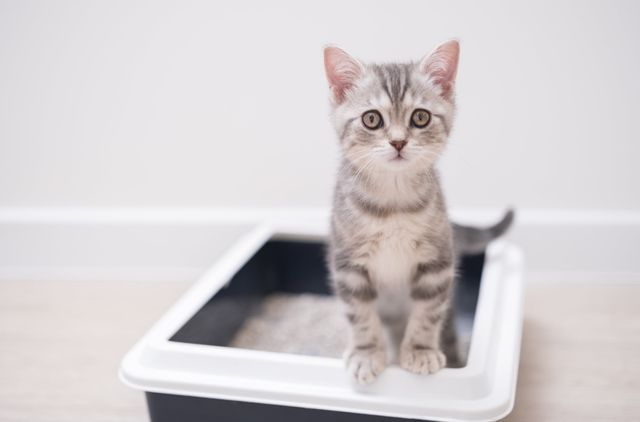 Katt med Tritrichomonas kan få diarré.